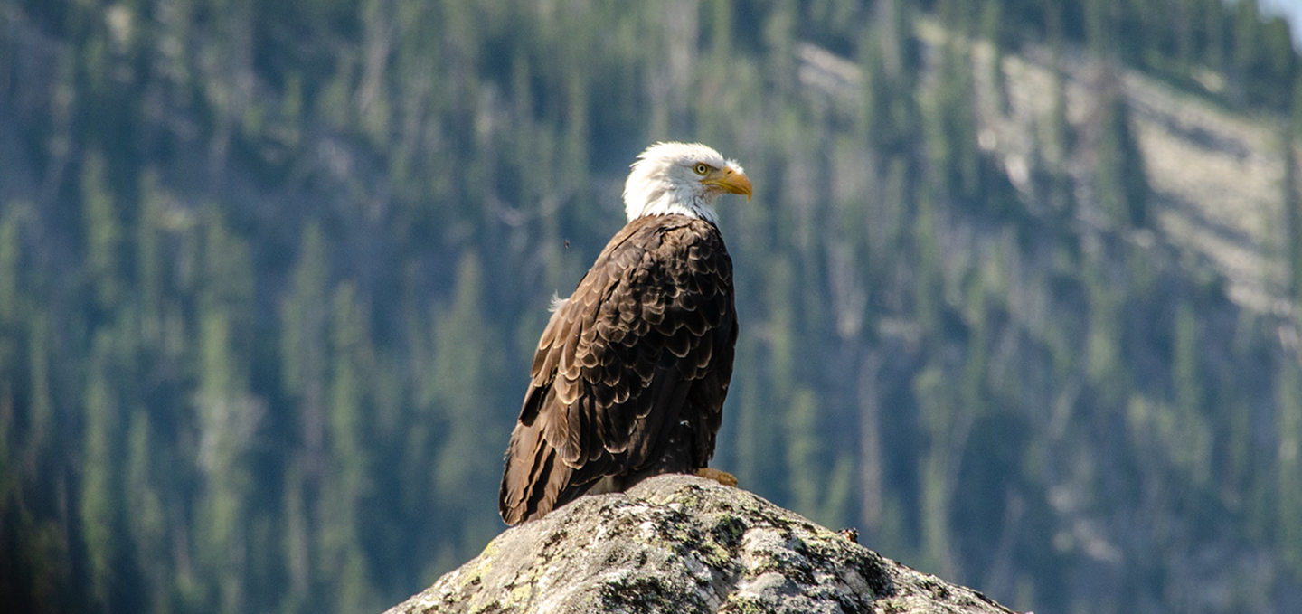bg-bald-eagle