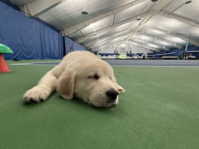 Shake paws with Breaker, our ambassador!